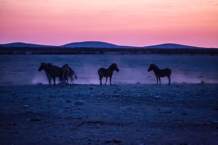 five horses on gray ground thumbnail