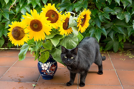 cat standing near sungflower thumbnail