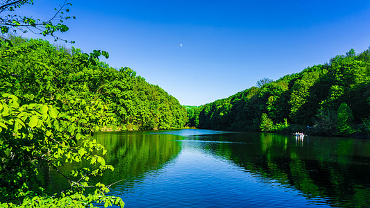 green leaf trees near body of water thumbnail