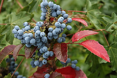 selective-focus photography of blue berries thumbnail