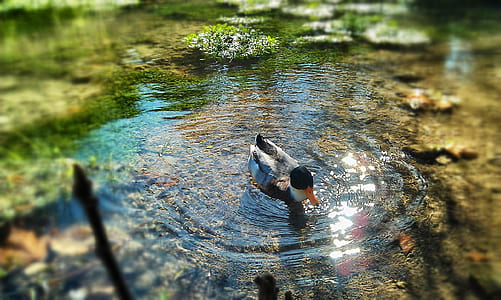 Gray Black and Orange Duck Swimming on Body of Water thumbnail