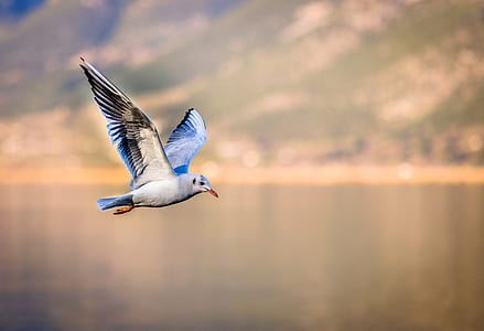 blue and white bird flying over the lake thumbnail