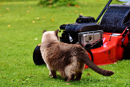 short-fur white and black cat near the red push lawn mower at the lawn thumbnail
