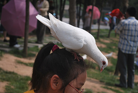 white bird on girl's head thumbnail