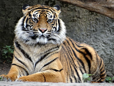 tiger laying on gray concrete floor thumbnail