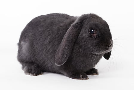 black rabbit on white surface thumbnail
