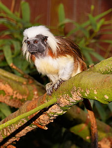 brown and white bird perched on tree thumbnail