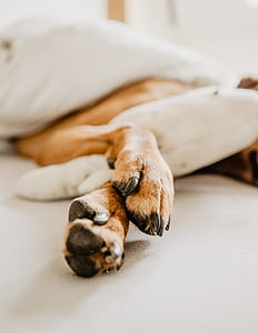large size brown dog sleeping on bed thumbnail