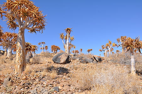 rock beside tree during daytime thumbnail