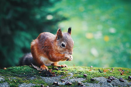 closeup photo of squirrel eating nut thumbnail