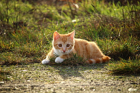 photograph of orange tabby kitten on grass thumbnail
