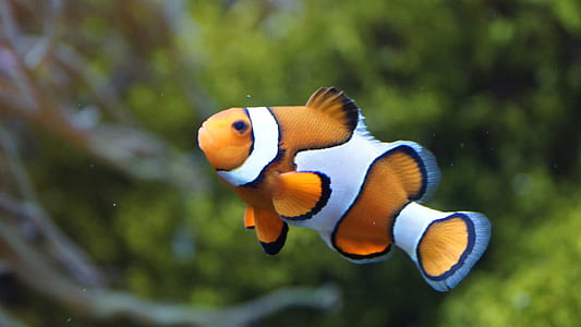 selective focus photo of a clown fish thumbnail