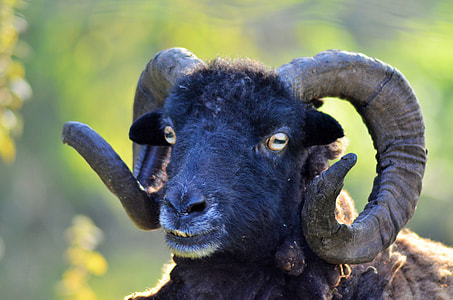 black goat thumbnail