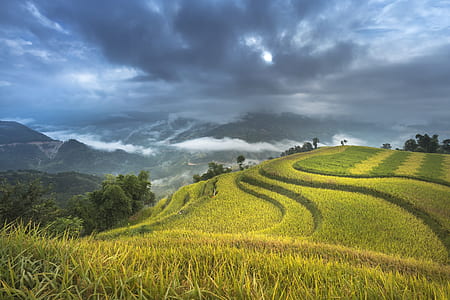 green wheat field under cloudy sky at daytime thumbnail