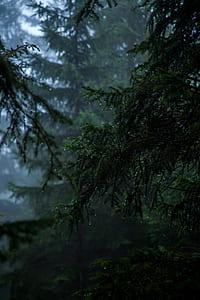 green leaf tree with due drop at dawn thumbnail