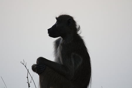 gray monkey on grass thumbnail