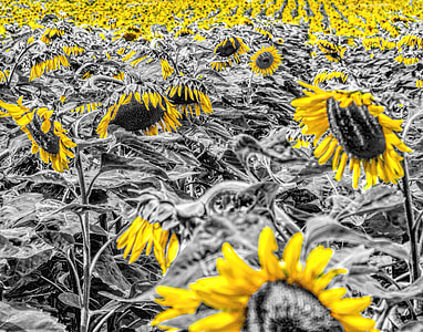 sunflower field thumbnail