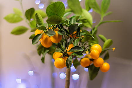 orange fruits with leaves thumbnail