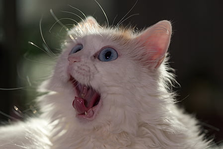 photo of white cat thumbnail