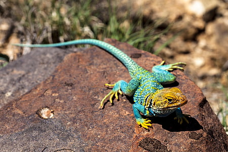 animal photography of blue and yellow lizard thumbnail