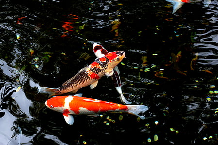 two Koi fishes thumbnail