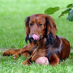 Dachshund, Long Hair Dachshund thumbnail