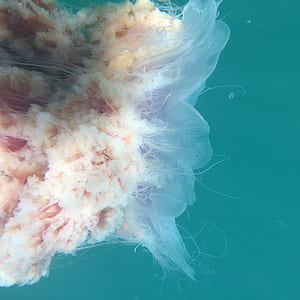 white sea creature thumbnail