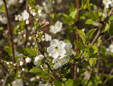 Cherry Blossom, Japanese Cherry Trees thumbnail