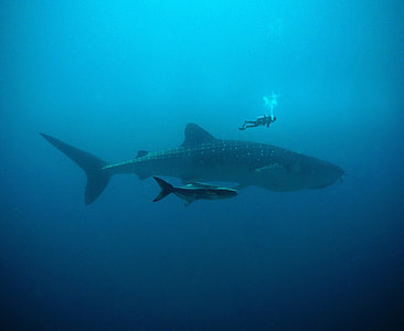 scuba diver near white and black fish swimming underwater thumbnail