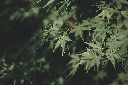 close up photography of green plant thumbnail