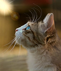 short-coated brown and white cat thumbnail