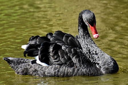 black swan in body of water thumbnail