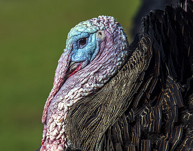 selective focus photograph of turkey thumbnail