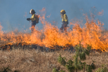 firefighter beside bushes on fire thumbnail