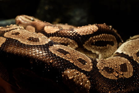 close-up of brown snake thumbnail