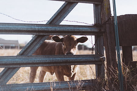 Brown Cow Near Gray Steel Fence thumbnail