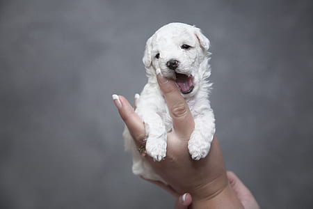 light golden retriever puppy thumbnail