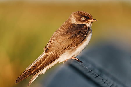 shallow focus photography of brown bird thumbnail