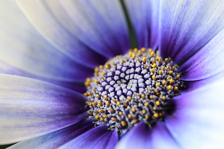 shallow focus photo of flowers pollens thumbnail