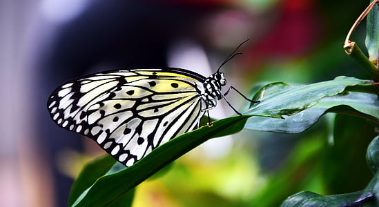 paper kit butterfly perching on green leaf in close-up photography thumbnail