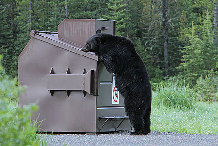 black bear thumbnail