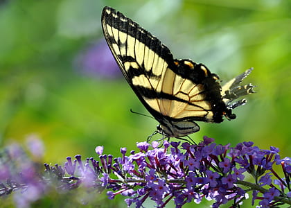 selective focus photography of tiger swallowtail butterfly perched on blue petaled flower thumbnail