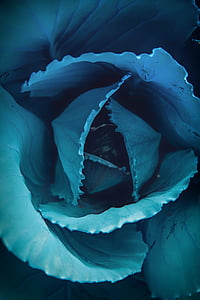 green cabbage in close-up photography thumbnail