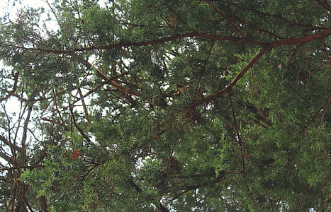 green leaf tree under gray sky during day time thumbnail