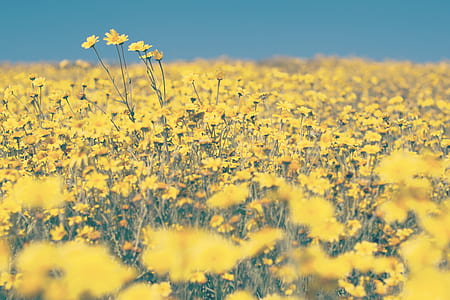 landscape, nature, field, flowers thumbnail
