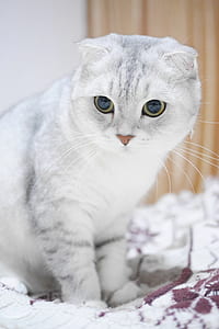 russian blue cat thumbnail