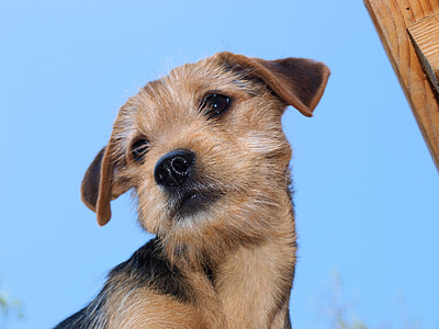 wire-coated tan and black puppy thumbnail