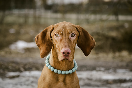 adult vizsla thumbnail