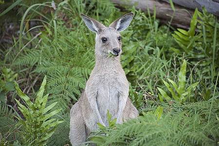 kangaroo standing near ferns during daytime thumbnail
