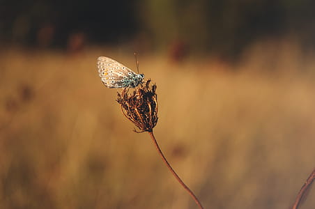 Blue Butterfly Standing on Brown Flower Bud thumbnail